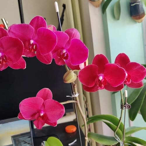 phalaenopsis samen, geschenke für pflanzenliebhaber,gartensamen orchideen samen kaufen blumen für balkon,bio saatgut saatgut blumen,geschenke für gartenfreunde samen blumen,nachhaltige 150pcs Bio Öko