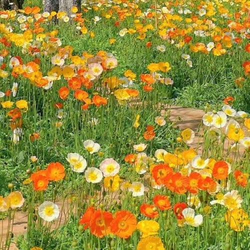 wildblumensamen mischung bio blumenbeet, wiesenblumen mehrjährig bio frühlingsblume, gartendeko für draußen, blumenteppich bodendecker 700pcs Bio