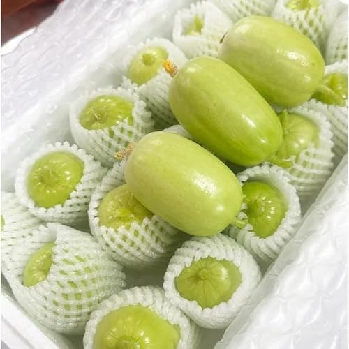 Gurkensamen, bio pflanzensamen Cucumis Sativus, nachhaltige geschenke winterharte für balkon seltene gemüsesamen 350pcs Bio Öko