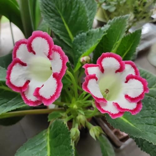 GloxinieSamen, wohnzimmer deko wildblumensamen nachhaltige produkte bonsai gewächshaus balkon bio blumensamen 25pcs Bio Öko