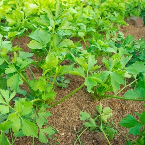 petersilie bio mehrjährig, balkon kräutergarten petersiliensamen bio balkonpflanzen alte gemüsesorten 2000pcs Bio