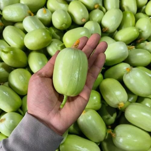 Gurkensamen, wintergemüse Cucumis Sativus, nachhaltige geschenke exotische garten balkon alte sorten bio 450pcs Bio Öko