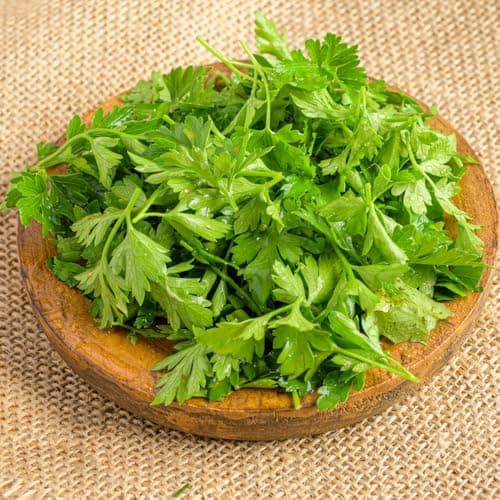 petersilie bio mehrjährig küchenkräuter, pflanzenanzucht petersiliensamen gartenkräute 1000pcs Bio