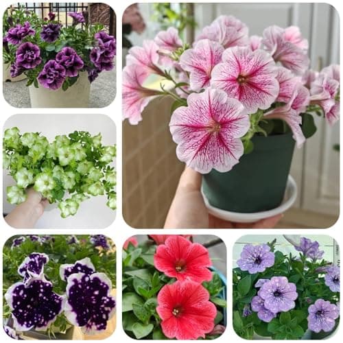 Petunien - bio Petunia hybrida - geschenke für gartenliebhaber balkonpflanzen wildblumensamen nachhaltige geschenke exotische gartenarbeit geschenk 400Samen Bio Öko