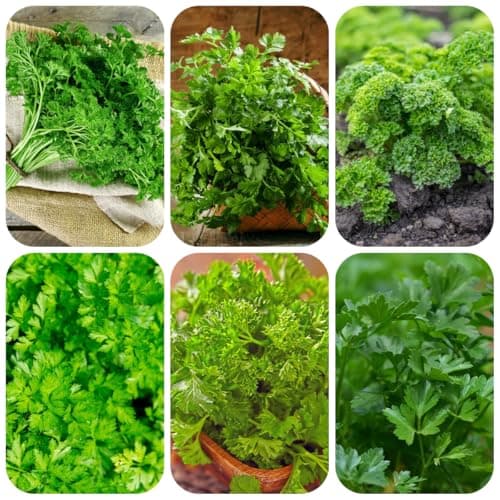 petersilie bio mehrjährig, winterhart petersiliensamen balkon, kräutergarten indoor bodendecker gartenkräuter 500pcs Bio