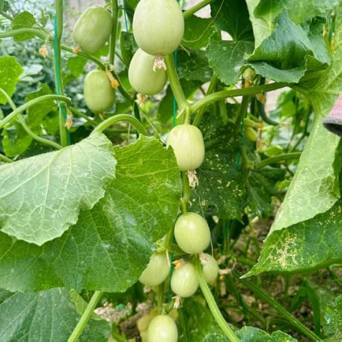 gurkensamen bio - balkon garten bio beet 35pcs Bio Öko