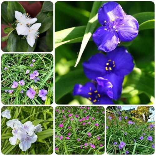 TradescantiaSamen - blumensamen gastgeschenk Tradescantia ohiensis - nachhaltige geschenke balkonpflanzen wildblumensamen stauden winterhart mehrjährig bio 300pcs Bio Öko